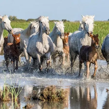 Joli Mazet Provencal De Camargue Holiday home *